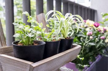 Plants on a patio at Alhambra Cove, Miami, 33167